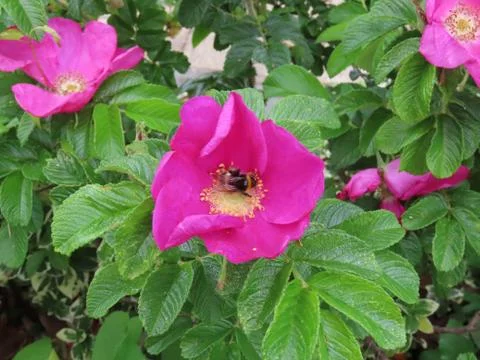 Bumble bee on beach rose Stock Photos
