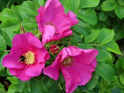 Bumble bee on beach rose Stock Photos
