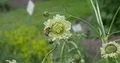 Bumble bee at beautiful flower in botanical garden at windy day 4k or 4k+ Resolution