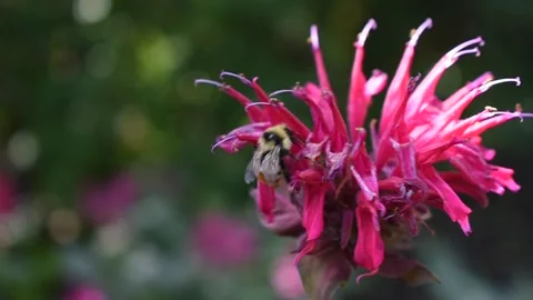 Bumble bee on Bee balm monarda flower Stock Footage 170968677