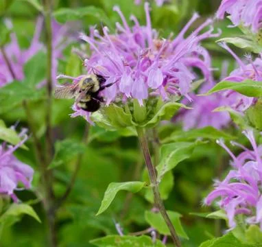 Bumble Bee on Bergamot Stock Photos