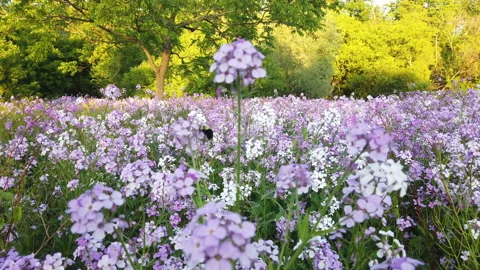 Bumble Bee Beside Pink And White Flowers In Meadow With Sunset Warm Light Trees Video stock 200978698