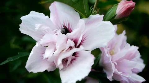 Bumble Bee on Blossom Stock Footage 811281