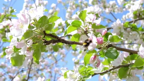 Bumble bee on a blossoming Apple tree collecting pollen Stock Footage 130780803