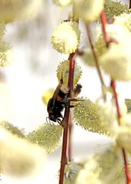 Bumble-bee on blossoming willow Stock Photos