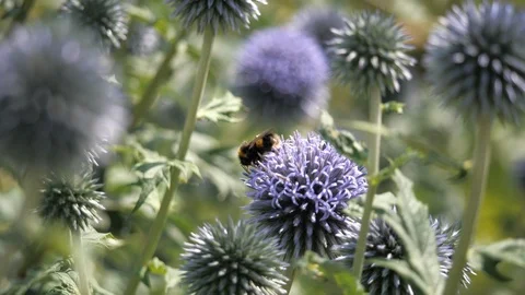 Bumble bee on blue balls Stock Footage 116490322