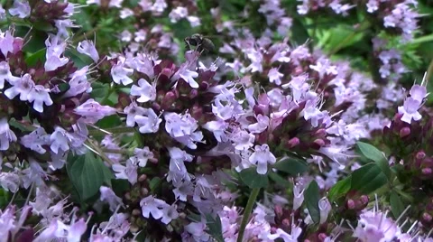 Bumble bee on blue flower. Stockbeeldmateriaal 53808313
