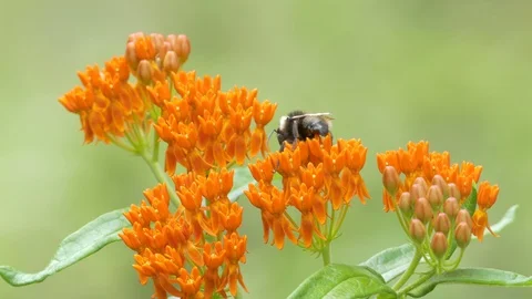 Bumble bee (Bombus) nectaring on flower of Milkweed (Asclepias tuberosa). Video stock 93696841