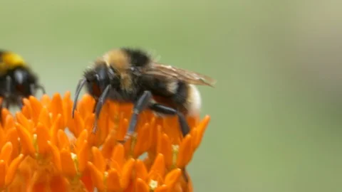 Bumble bee (Bombus) nectaring on flower of Milkweed (Asclepias tuberosa). Stock Footage 93711130