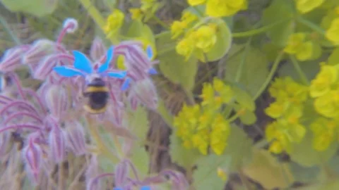 Bumble bee (bombus) working looking at a Borago officinalis Video stock 107220865