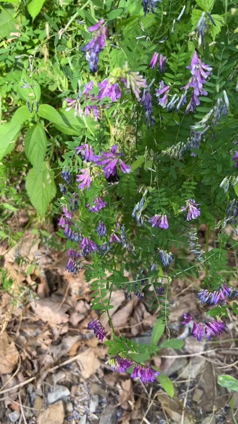 A bumble bee bouncing around purple wild flowers Stock Footage 197227665
