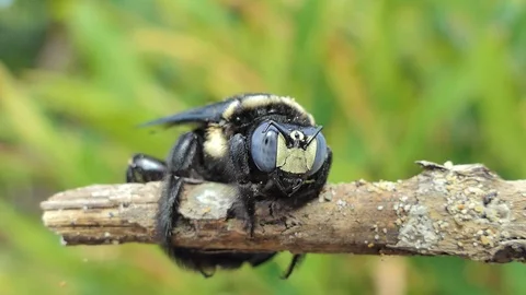 Bumble bee on branch. Stock Footage 92246935