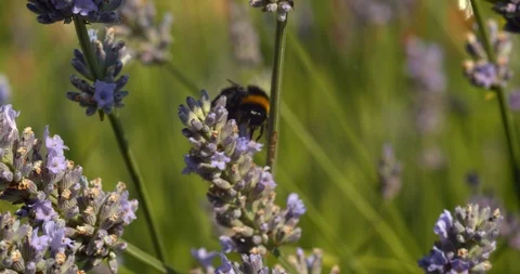 A bumble bee bumbles between branches in slow motion Stock Footage 113147385