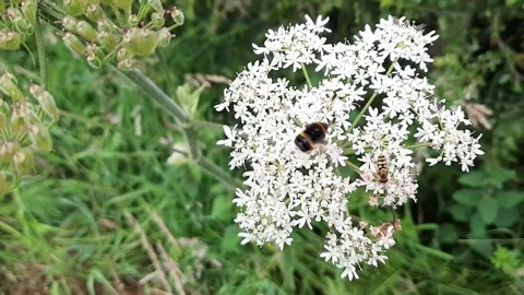 Bumble  bee bumps hover fly off a cow parsley flower Stock Footage 147980975
