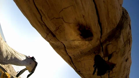 Bumble Bee Buzzes around log in slomo 0953A Stock Footage 37148659