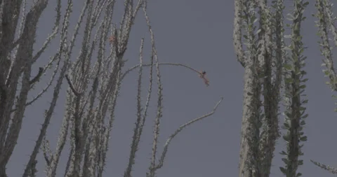 A Bumble Bee in Cactus Stock Footage 246519990