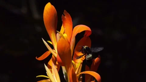 Bumble bee on Canna Lily Video stock 139871032