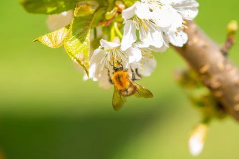 Bumble-bee on cherry flowers Stock Photos