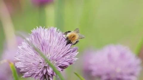 Bumble Bee on Chives flower heads (Allium schoenoprasumenglish) Video stock 314273527