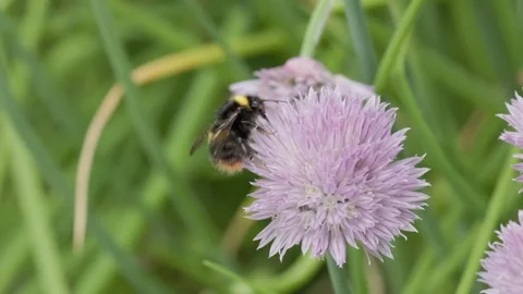 Bumble Bee on Chives flower heads (Allium schoenoprasumenglish) Stock-Footage 314273708