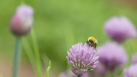 Bumble Bee on Chives flower heads (Allium schoenoprasumenglish) Stock-Footage 314273709