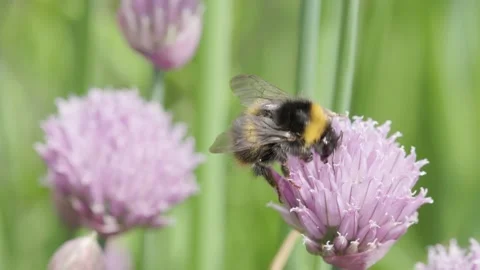 Bumble Bee on Chives flower heads (Allium schoenoprasumenglish) Stock-Footage 314273740