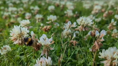 Bumble bee climbing on flowers and looking for pollen Stock Footage 344106982