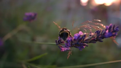 Bumble bee climbing on lavender and flower and flies away Stock Footage 340557174