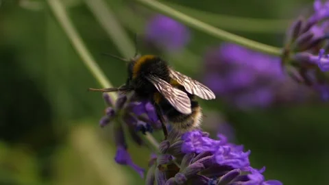 Bumble bee climbing on lavender and flower and flies away Stock Footage 343382402