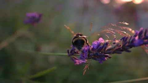 Bumble bee climbing on lavender and flower and flies away Stock Footage 344690053