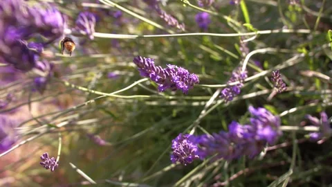 Bumble bee climbing on lavender and flower and flies away Stock Footage 346111794