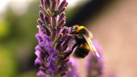 Bumble bee climbing on lavender flower for nectar Stock Footage 339354124