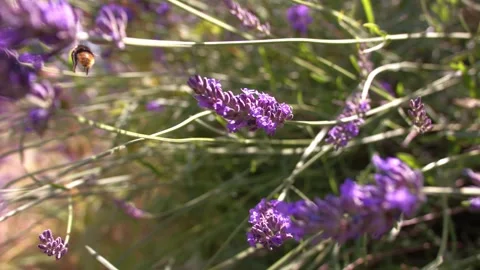 Bumble bee climbing on lavender flower for nectar Stock Footage 340133276
