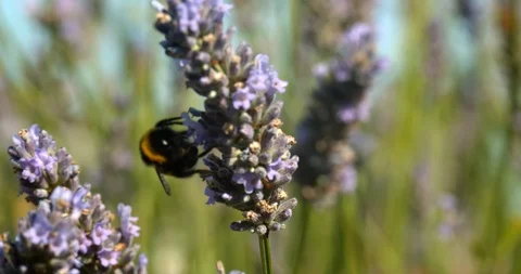 A bumble bee climbs up lavender in slow motion Stock Footage 113147527
