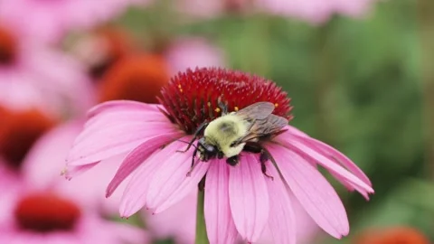 Bumble Bee Close-up 4K Video stock 245933965