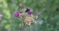 Bumble bee close up on blooming thistle flower with green sunny forest bokeh 4k or 4k+ Resolution
