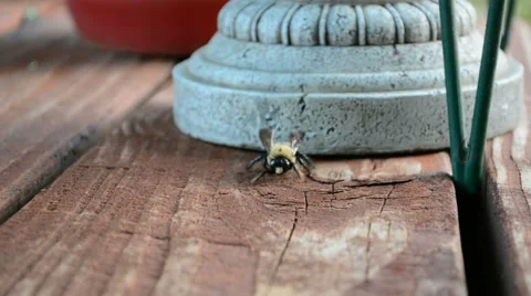 Bumble Bee Close Up 스톡 동영상 52594934