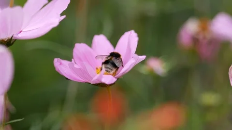 Bumble Bee close up gathering pollen from pink flower in summer Video stock 95032550