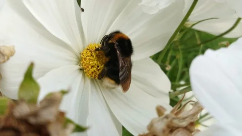 Bumble Bee close up gathering pollen from white flower Stock Footage 100546215
