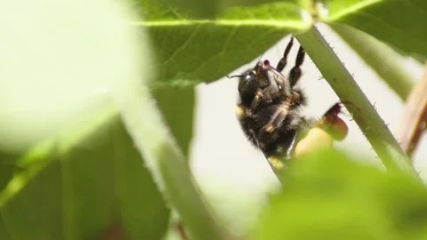 Bumble Bee close up as its acting weird or drunk and falls down from the plant Stock Footage 137315671