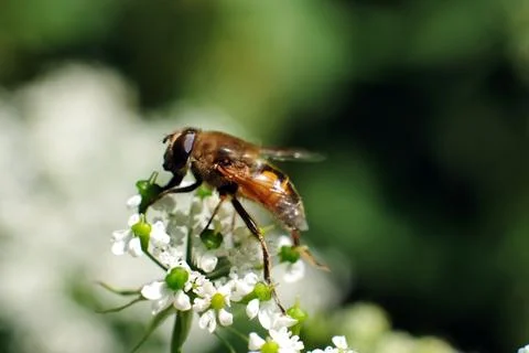 Bumble-bee close up Stock Photos