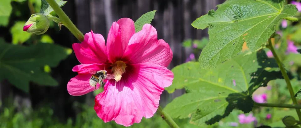 Bumble-bee close up Stock Photos