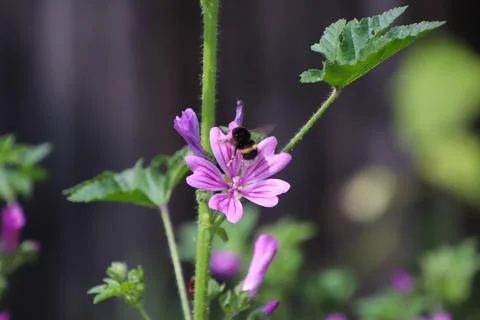 Bumble-bee close up Stock Photos