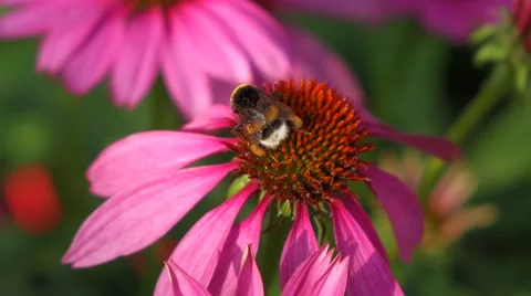Bumble bee close-up on a purple cone-flower ( echinacea purpurea ) Vidéo 46056632