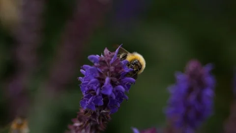 Bumble Bee closeup collecting pollen from a purple flower Stock Footage 95088976