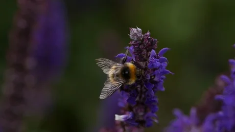 Bumble Bee closeup / macro collecting pollen from a purple flower Stock Footage 95095449