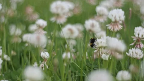 Bumble in bee clover Stock Footage 230980878