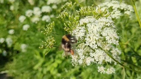Bumble bee collecting and carrying pollen and pollinating white flowers Stock Footage 344130381