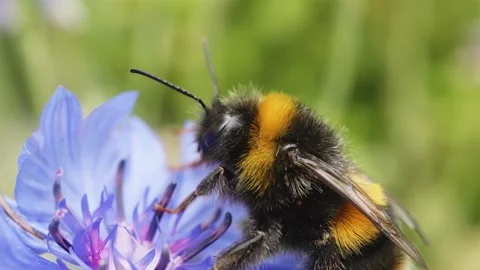 Bumble bee collecting nectar and pollen on cornflower macro close up stock .. Stock Footage 341466031