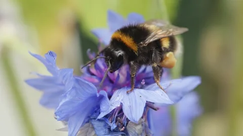 Bumble bee collecting nectar and pollen on cornflower macro close up stock .. Stock Footage 341466052